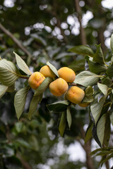 Close-up of ripe persimmons on the branch. - 658062294