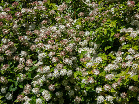 The common, Atlantic or simply ninebark (Physocarpus opulifolius) flowering with white flowers in the park