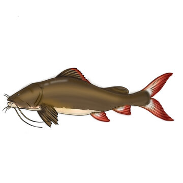 Hemibagrus wyckioides, Cat Fish, Thai Fish, Thai Food, Bagridae, Hemibagrus, Siluriformes, Actinopterygii, 
Giant catfish