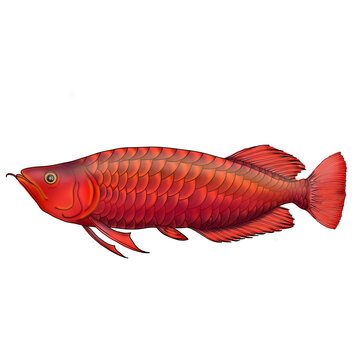 arowana, Scleropages formosus, Osteoglossidae, Super Red, Chili Red, Blood Red, Violet Fusion, Banja Red, Red Splendor, Red Tail Golden Arowana, Malayan Bonytongue, Cross Back, 

