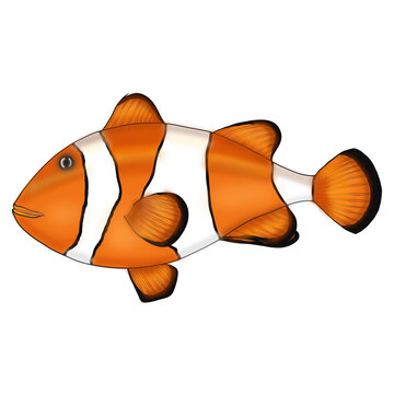 ocellaris clownfish, clown anemonefish, clownfish, false percula clownfish, Amphiprion ocellaris, Heteractis magnifica, Stichodactyla gigantea, Finding Nemo