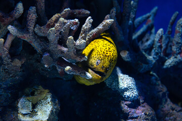 Dive into the enchanting underwater world of the Great Barrier Reef, where vibrant marine life...