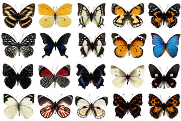 Butterfly Collection for No Background for Creative Purpose 02