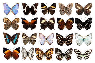 Butterfly Collection for No Background for Creative Purpose 01