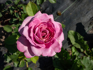 Rose 'Magenta' flowering with medium-sized, flat, rosette blooms of old rose character of magenta, lilac-pink and mauve colour in park in summer