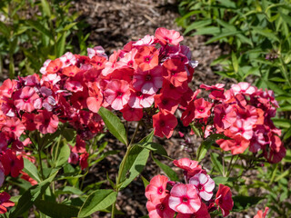 Close-up shot of the Garden Phlox (Phlox paniculata) 'Scarlet Gem' flowering with bright pink flowers in the garden in summer