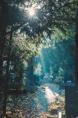 scenic cemetery in foggy sunny day with mysterious atmosphere