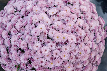 pink chrysanthemum flowers  bunch  background