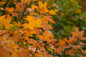 Autumn red brown leaves in soft focus on a blurry background. A full frame of colorful red-orange leaves. Warm sunlight. The background is a natural picture of a postcard. Golden Autumn concept