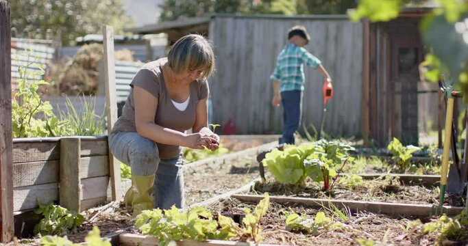 Senior biracial grandmother and grandson planting and watering plants in sunny garden, slow motion