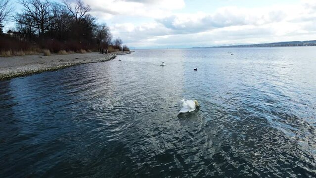 Konstanz, Seestrasse, Swan, Nature, Schwan, Bodensee, Alps, Tourism, Germany, Water,