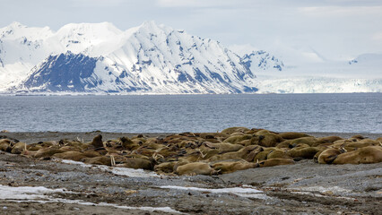 Svalbard