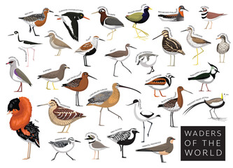 Birds Waders of the World Sandpiper Snipe Plover Godwit Lapwing Jacana Set Cartoon Vector Character - obrazy, fototapety, plakaty