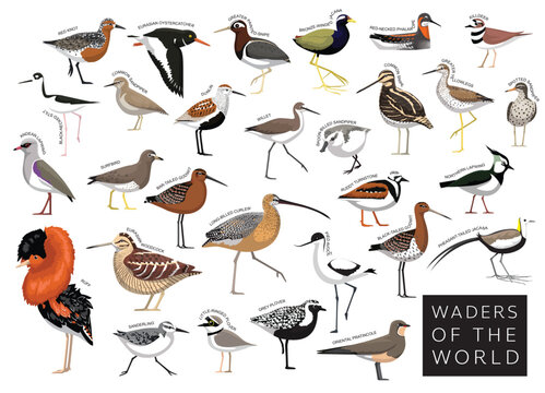 Birds Waders of the World Sandpiper Snipe Plover Godwit Lapwing Jacana Set Cartoon Vector Character
