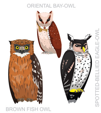 Cute Bird Asian Owl Eagle-Owl Set Cartoon Vector