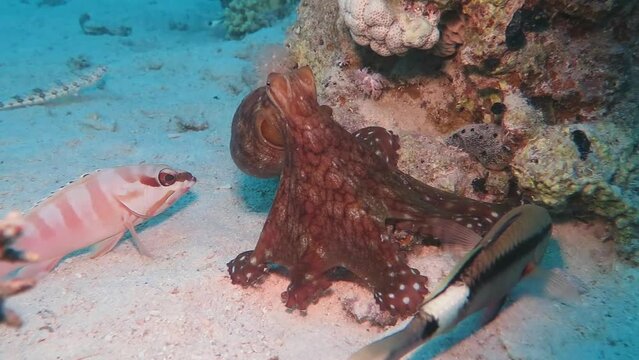Pair of tropical fish and octopus hunting on the coral reef. Scuba diving with the wild marine life, underwater video. Travel adventure, night scuba dive.