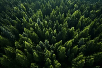 Bird's-eye view of Nordic evergreen forest captured by drone. Generative AI - obrazy, fototapety, plakaty