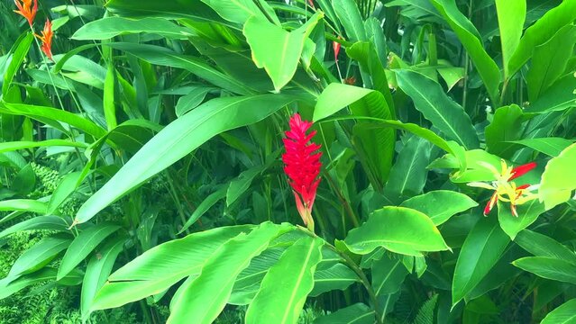 Close up of Red Vriesea Bromeliad Flower. Tropical flowers. Vriesea Bromeliad.