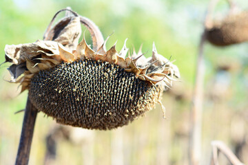 Drying sunflower heads for harvesting. Sunflower heads as a sunflower seeds oil concept.