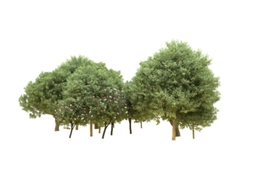 Realistic forest isolated on transparent background. 3d rendering - illustration