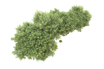 Realistic forest isolated on transparent background. 3d rendering - illustration