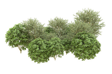 Realistic forest isolated on transparent background. 3d rendering - illustration