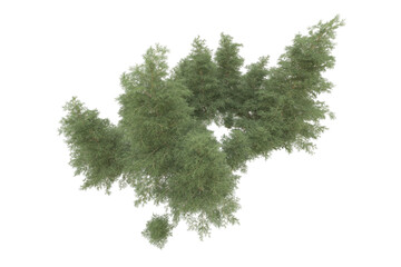 Fototapeta premium Realistic forest isolated on transparent background. 3d rendering - illustration
