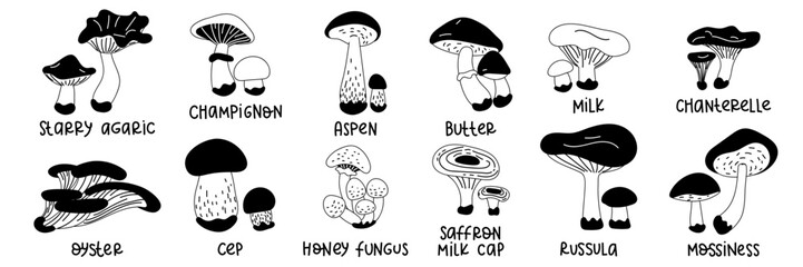 Cartoon edible mushrooms. A set of vector illustrations of edible mushrooms of the autumn forest, aspen, porcini mushrooms, buttercups and chanterelles. Forest contrast mushrooms. Black outline