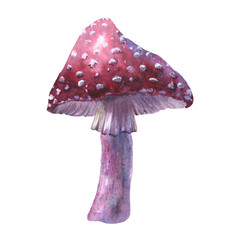 Fly agaric watercolor illustration isolated on white background. Colorful fly agaric illustration. Fungi illustration