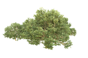 Realistic forest isolated on transparent background. 3d rendering - illustration © Elscar Studios