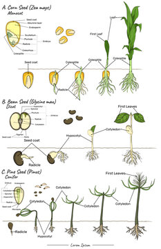  zea mays, glycine max and pinus Monocot, dicot and conifer seeds structure and development