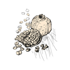 Hand drawing pomegranate. Sketch drawing on white. Vector illustration. Floral sketch. Design element for invitation, cards and poster.