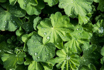 green leaves with dew drops