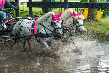 Pair of white ponies with black spots galloping through a water obstacle.