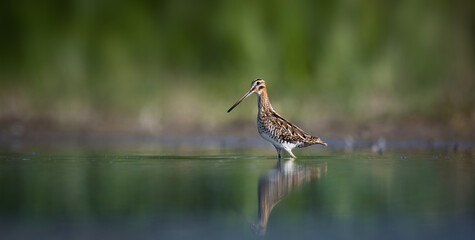 The Common Snipe Gallinago gallinago he waits at the edge of the pond looking for food.