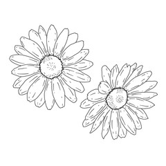 Fototapeta premium chamomile doodle elements black line art hand drawing illustration design