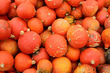 Fresh orange pumpkin on the ground - 658101865