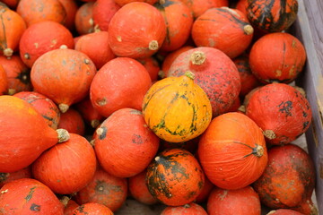 Fresh orange pumpkin on the ground - 658101887