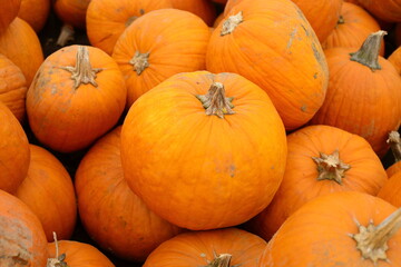 Fresh orange pumpkin on the ground - 658102031