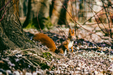 Ruda wiewiórka © Patrycja