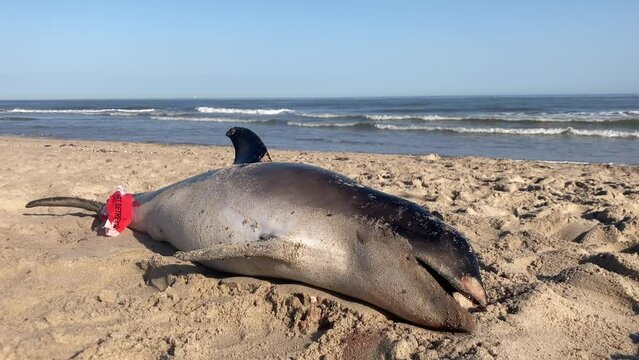 Tragic scene of a harbour porpoise washed ashore on a beach