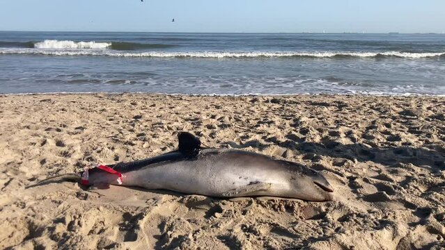 Tragic scene of a harbour porpoise washed ashore on a beach