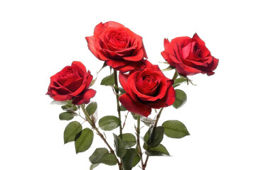 Fototapeta premium Picture of roses, photo, isolated on white, transparent background