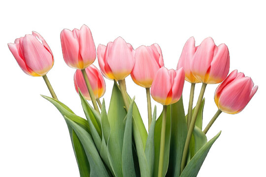Picture of tulips, photo, isolated on white, transparent background