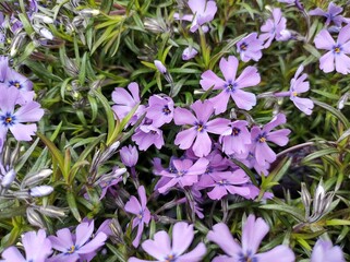 Phlox subulata 'Purple Beauty'