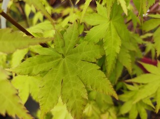 Acer palmatum 'Summer Gold'