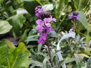 Erysimum 'Bowles's Mauve'