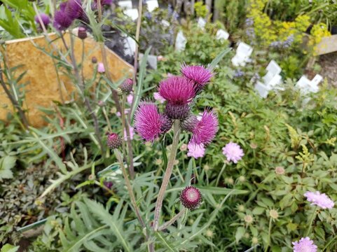 Cirsium rivulare 'Trevor's Blue Wonder'