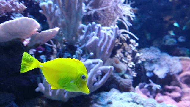 One yellow fish swims in an aquarium against a background of rocks and corals. High quality 4k footage
