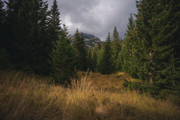 Coniferous forest in cloudy weather. Beautiful autumn landscape